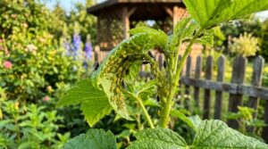 dowiedz się, jak rozpoznać inwazję mszyc w ogrodzie, skutecznie działać i zapobiegać ich pojawieniu się bez użycia chemicznych insektycydów. praktyczne porady dla zdrowych roślin.