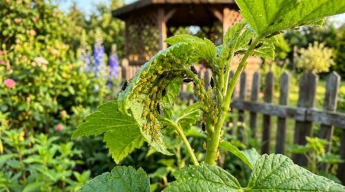 dowiedz się, jak rozpoznać inwazję mszyc w ogrodzie, skutecznie działać i zapobiegać ich pojawieniu się bez użycia chemicznych insektycydów. praktyczne porady dla zdrowych roślin.