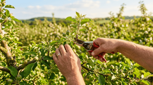 przycinanie jabłoni to kluczowy zabieg zapewniający obfite zbiory. dowiedz się, kiedy i jak przycinać, aby twoje jabłonie zdrowo rosły i owocowały.