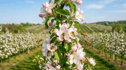 sadownictwo: dowiedz się, jak zapylenie krzyżowe skutecznie zwiększa plony drzew owocowych, poprawiając jakość i ilość owoców.
