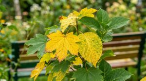 dowiedz się, dlaczego liście roślin żółkną, poznaj dokładne przyczyny i skuteczne metody leczenia dostosowane do różnych gatunków roślin.