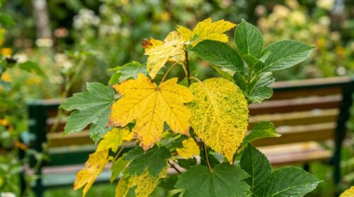 dowiedz się, dlaczego liście roślin żółkną, poznaj dokładne przyczyny i skuteczne metody leczenia dostosowane do różnych gatunków roślin.
